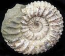 Pavlovia Ammonite Fossil - Siberia #29760-1